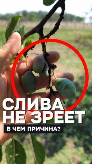 Куда подключить массу мотоблока? подскажите пожалуйста. #мотоблок #село #сад #огород