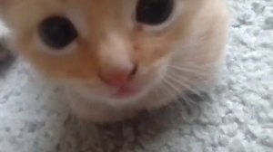 ﹤=