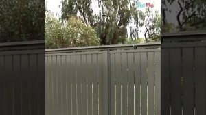 Кошка больше не убежит из дома