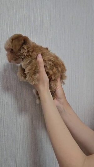 Щенок мальтипу Бемби, возраст 2 месяца