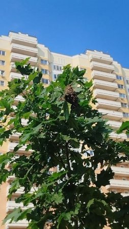 Редкий кадр в Москве - рой диких пчел.