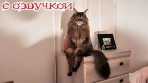 Приколы с котами! С ОЗВУЧКОЙ! Смешные коты и собаки! Смешные видео с животными!
#сезонконтентаRUTUBE