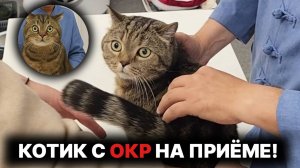 Котик остался доволен после приёма! Центр восстановления организма Искандера Касимова