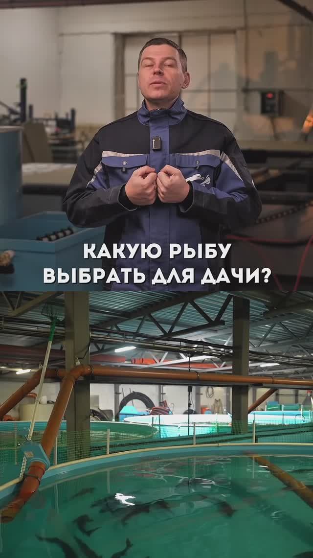 Какую рыбу выбрать для разведения на даче? #рыбныйбизнес #акварост #узв #выращиваниерыбы #рыба смотреть онлайн