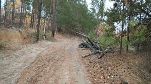 2020окт18-2 осень сормовских песков 2