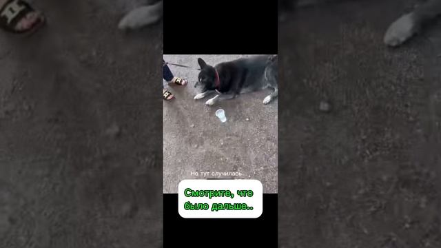 Нашли собаку на улице