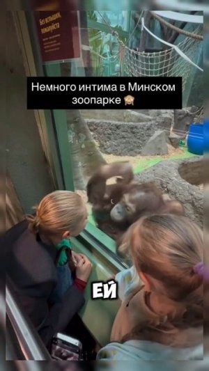 Обезьяна пояснила #юмор #shorts #shortvideo #video #memes #мем #милота #развлечения #минск #девушка