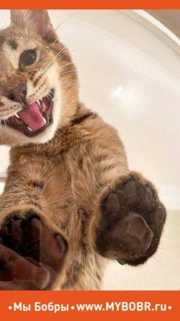Котодромы от Мы Бобры