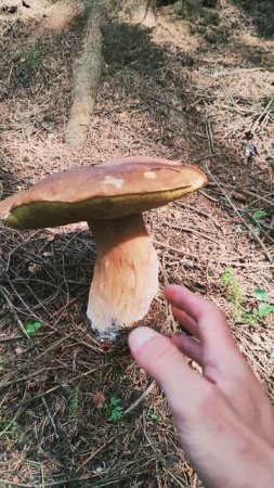 Нашёл большой белый гриб на природе #природа #лес #лето