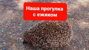 Встреча с ёжиком