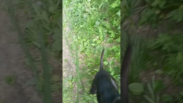 rutube.ru