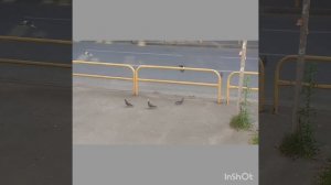 Голуби, галчонок .