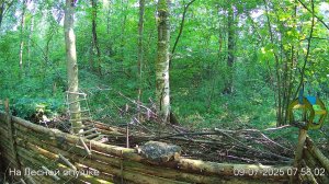 Лето в ЛЕСУ онлайн #Relaxing #природа #звуки леса #птицы #погода