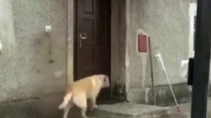 Воспитанные собаки без звонка в гости не приходят😂