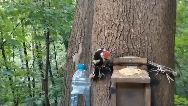 Дятел прилетел