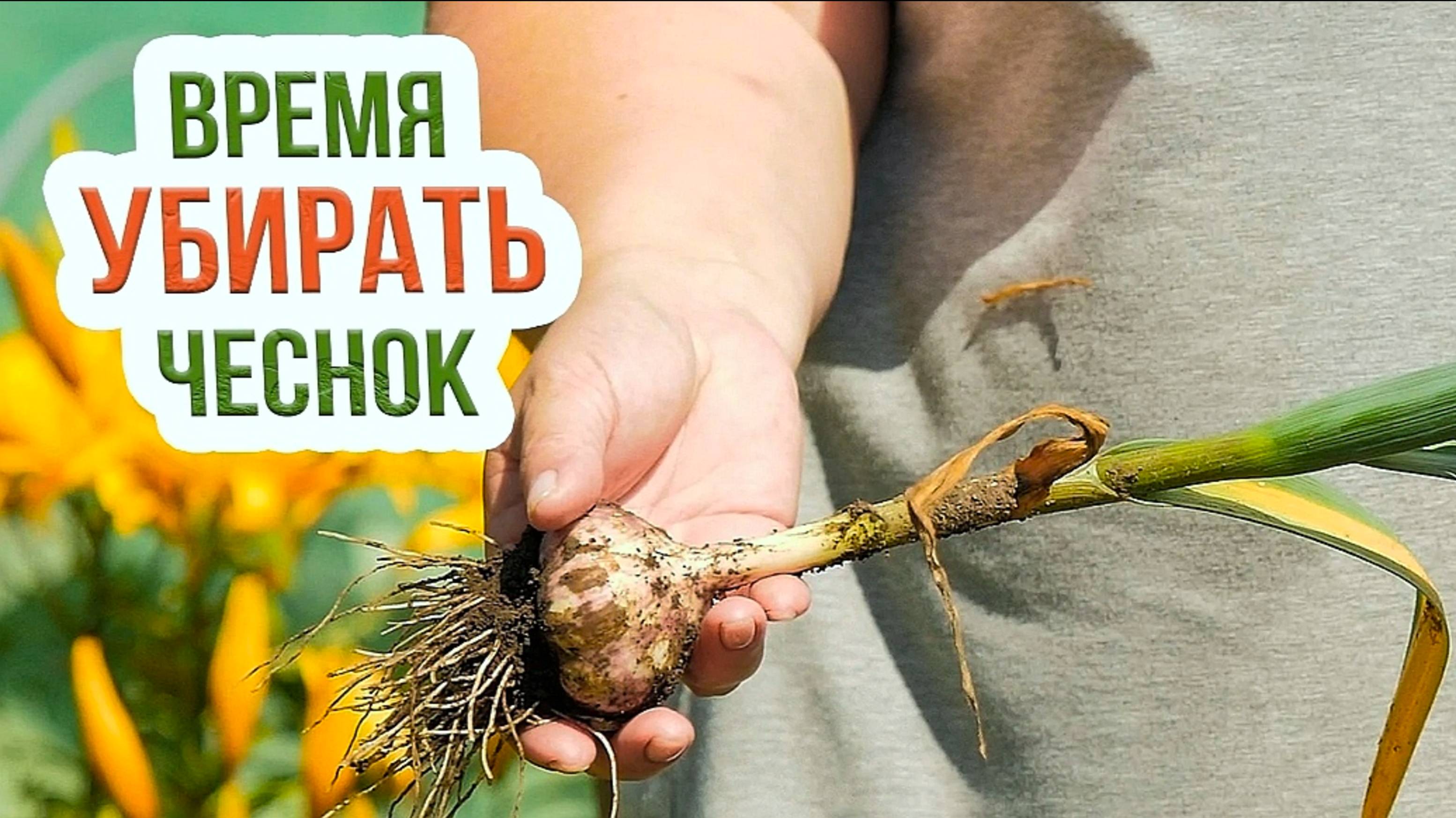 КОГДА УБИРАТЬ ЧЕСНОК🧄