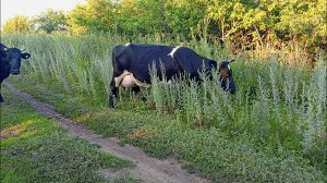 ЖИВОТНЫЕ - ПРИКЛЮЧЕНИЯ ЖИВОТНЫХ КОРОВЫ 🐮 КОЗЫ 🐐 И БАРАНЫ 🐏