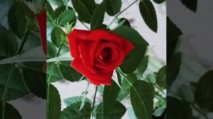 🌹Роза Кардана зацвела 2️⃣ раз🔝