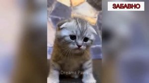ПРИКОЛЫ С КОТАМИ! СМЕШНЫЕ КОТЫ И СОБАКИ! СМЕШНЫЕ ЖИВОТНЫЕ!