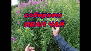 СОБИРАЕМ ИВАН ЧАЙ В ПОЛЯХ