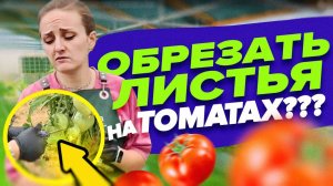 КАКИЕ ЛИСТЬЯ УДАЛЯТЬ НА ТОМАТАХ