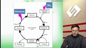 Печеночные синдромы  Фиброз и цирроз
