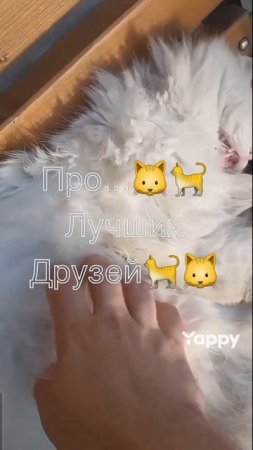 #котики #кошка #киса #домашниеживотные #кошки #пес #собакадругчеловека #собака #собаки #щенок #мимим
