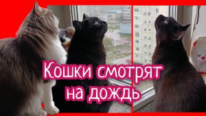 Кошки у окошка.