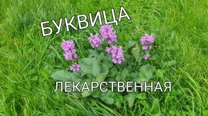 Была буквица лекарственная, а теперь декоративная #сезонконтентаRUTUBE