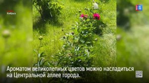 В Ноябрьске цветут пионы