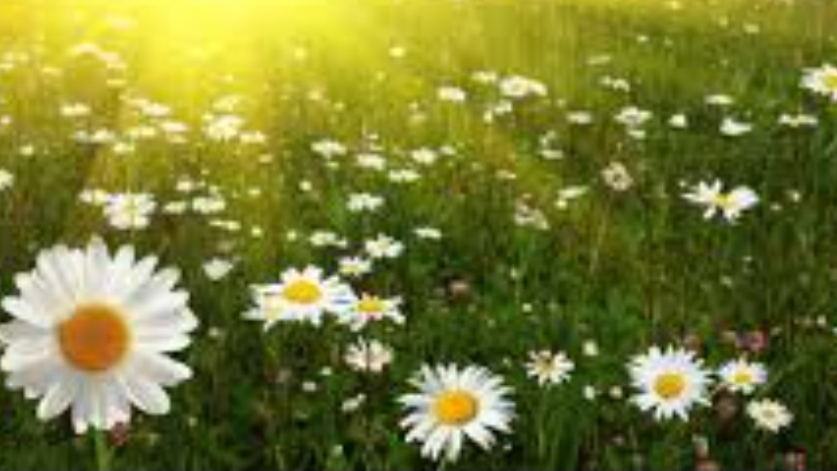 СП Добиваю недовязы 4/2025 Отчёт 28 с Мариной Стоговой смотреть онлайн