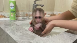 Обезьянка ЛАПОНЬКА не хочет купаться Мама целует гладит помыла спать уложила Добрая история