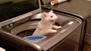 Приколы с котами! Смешные коты - Самые смешные животные С ОЗВУЧКОЙ! Ржака!!