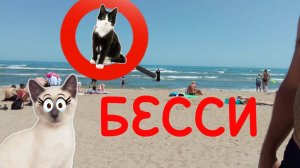 САМЫЕ ОГРОМНЫЕ ВОЛНЫ  ЧУТЬ НЕ УТОПИЛИ КОШЕЧКУ БЕССИ?!