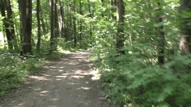 Разгар лета. Прогулка в лесу 09.07.2025. Жара. Мошкара. И монологи не о чём.