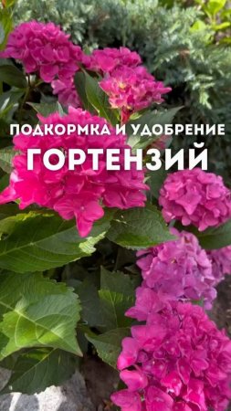 Подкормка и удобрение гортензий ✔️