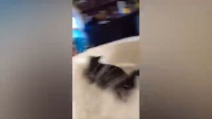 ПРИКОЛЫ С ЖИВОТНЫМИ ДО СЛЁЗ/СМЕШНЫЕ КОТИКИ/ПРИКОЛЫ С КОТАМИ/ВИДЕО ПРИКОЛЫ