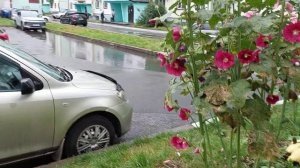 Обзор клумбы.Мальба