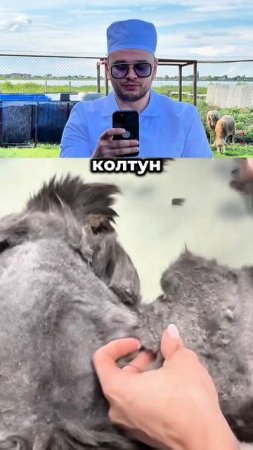 Кот колтун 😱