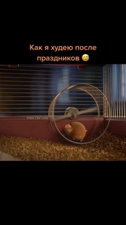 Читай описание, как похудеть