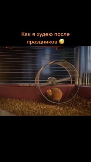 Читай описание, как похудеть