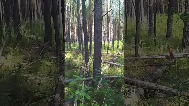 кто то в лесу