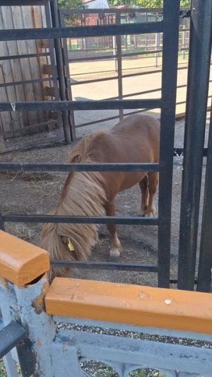 Я в зоопарке!