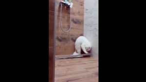 Что делает кошка утром в душе ) СМОТРЕТЬ ВИДЕО ПРИКОЛЫ ВИДЕО ПРО КОТИКА КОТОРЫЙ ХУЛИГАНЕТ В ДУШЕ
