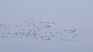 Flight.