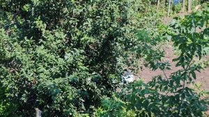 Вишня на огороде в деревне, уютная деревенская жизнь
