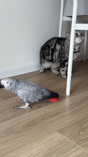 Животные приколы и не только