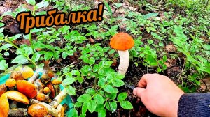 В лес за грибами!