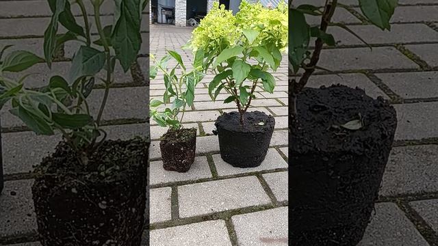 метельчатая гортензия