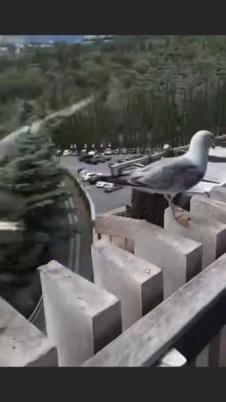 чайки угарают 😁